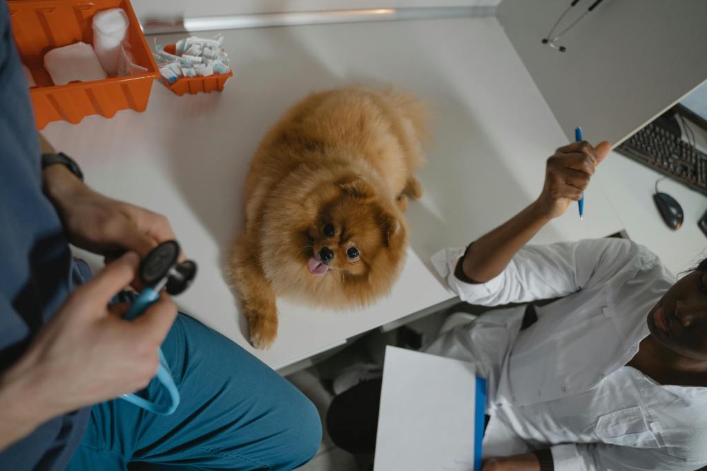 A Pomeranian over the diagnostic table in a clinic.