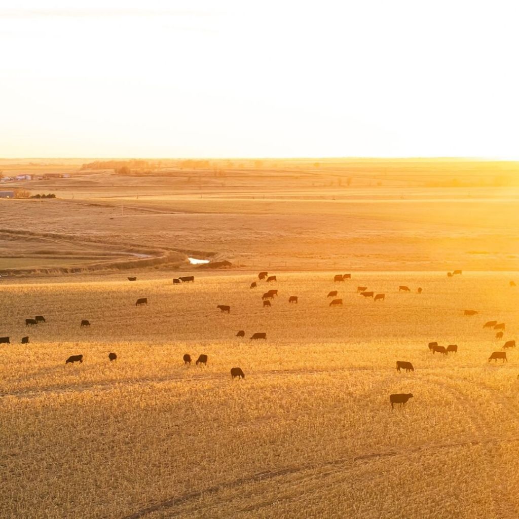 Wide view of a golden field at sunset with numerous black cattle grazing.
