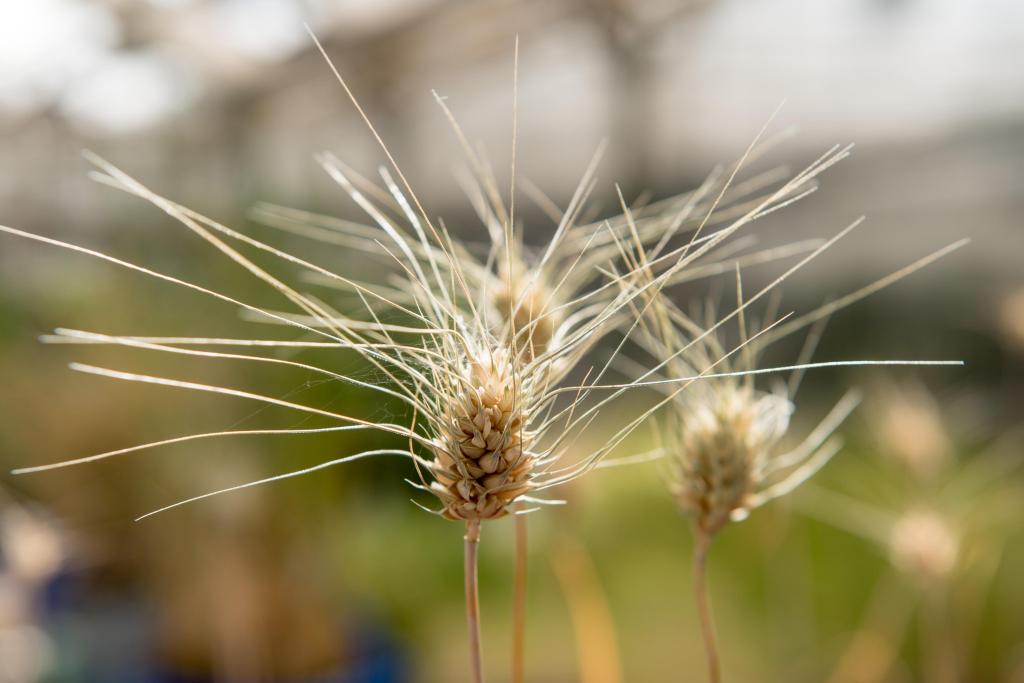 Close-up of wheat stalks in a natural environment.