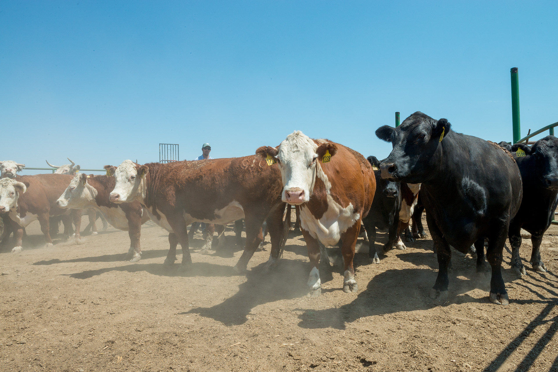 A herd of cows at a Colorado State University research facility. 