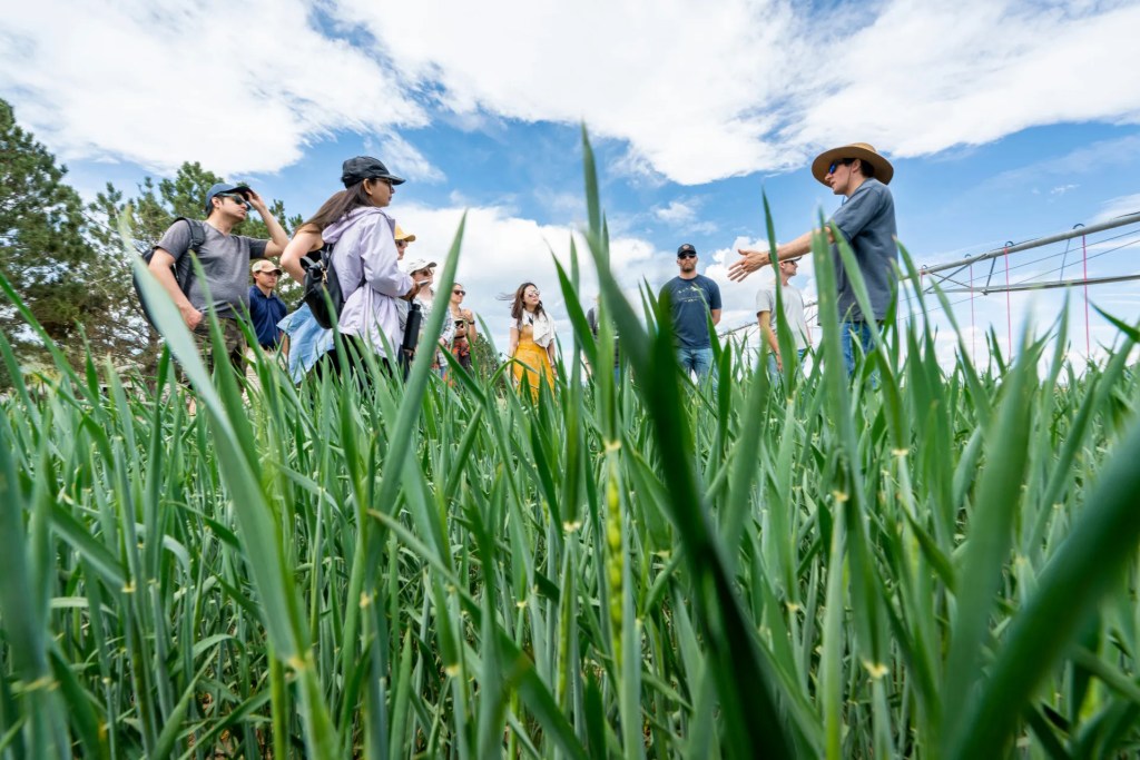 A group of people, including a guide in a wide-brimmed hat, standing in a tall, lush green crop field, listening to an explanation.