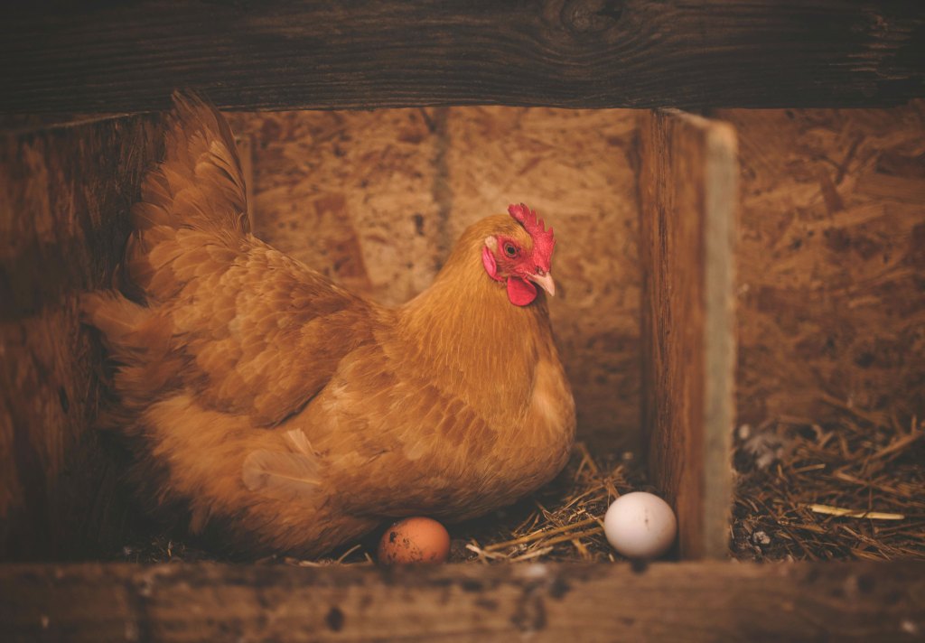 Brown hen sitting in a wooden nest box with two eggs, one white and one brown, nearby.