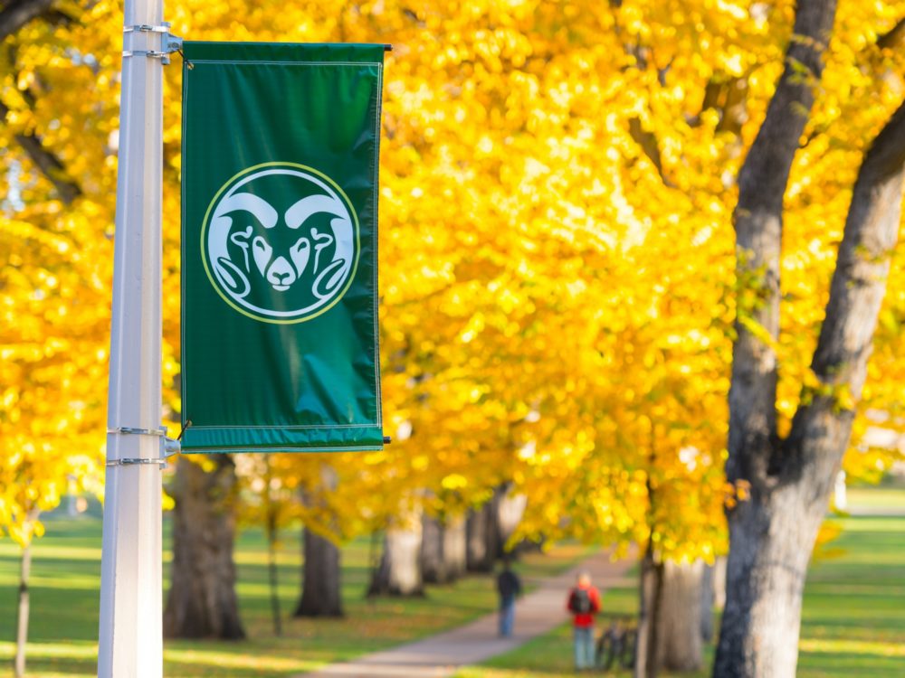 A CSU flag held up on a flagpole with autumn colored leaves behind it.