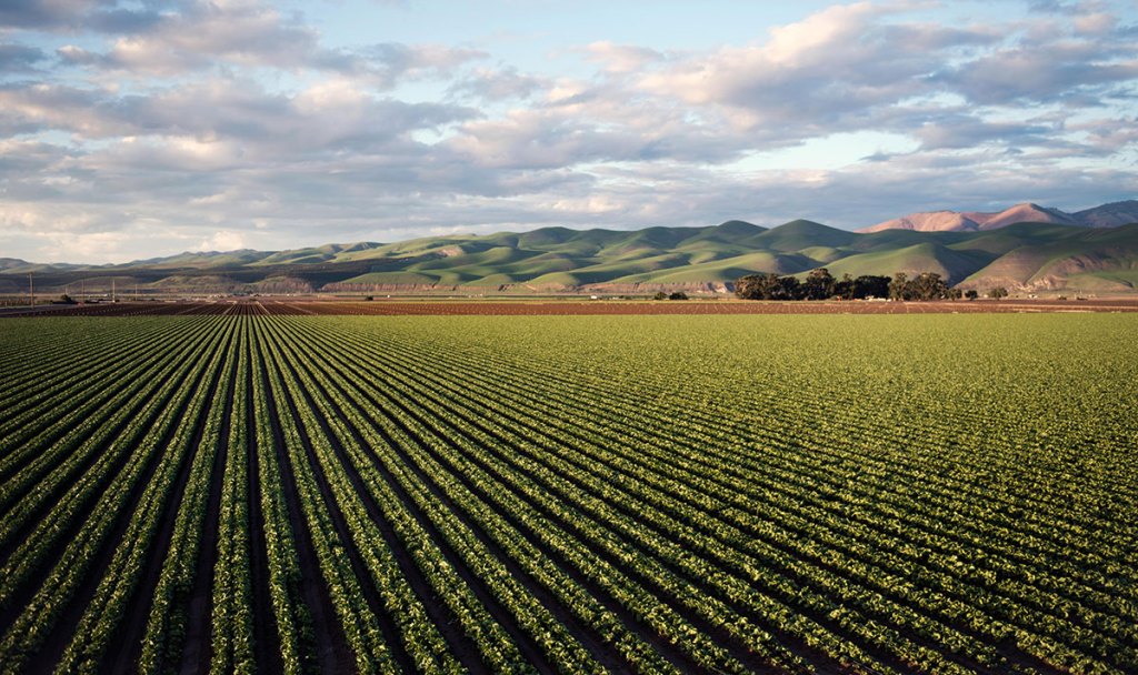 A vast agricultural field with rows of crops extending toward green rolling hills under a partly cloudy sky.