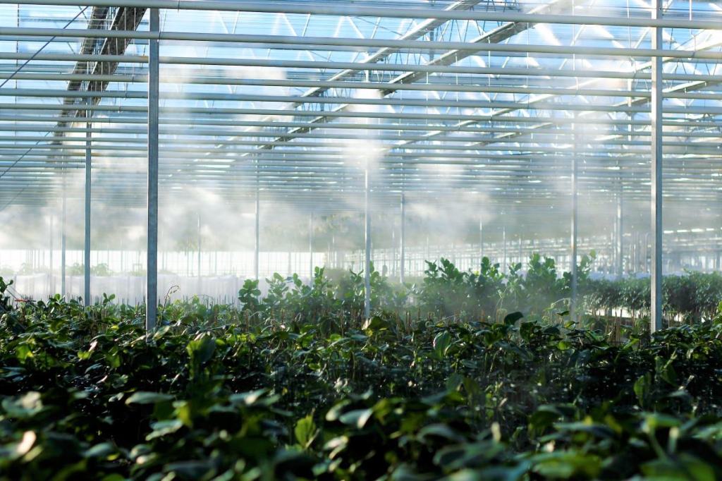 Pesticides being sprayed on greenhouse crops.