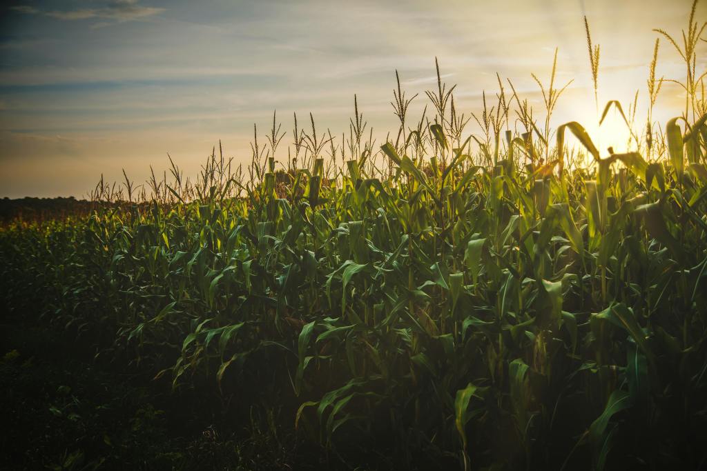 A field of corn during sunrise.