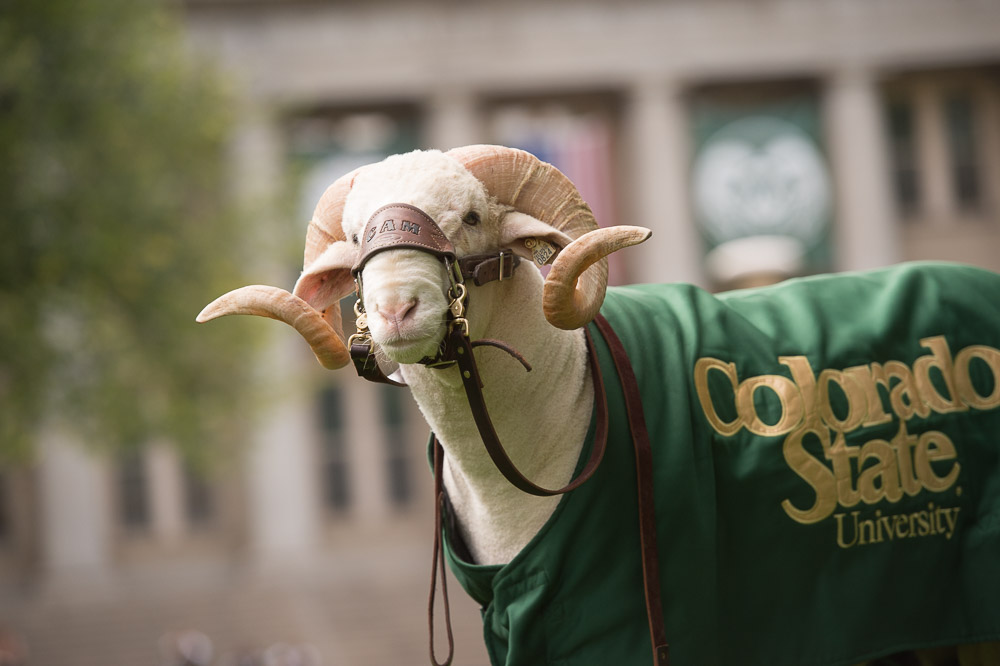 A close-up of CAM the Ram, Colorado State University's mascot, wearing a leather halter with "CAM" inscribed on it.