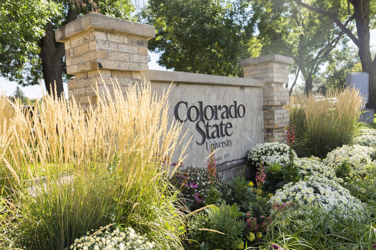 The entrance sign for Colorado State University surrounded by tall ornamental grasses and landscaping.