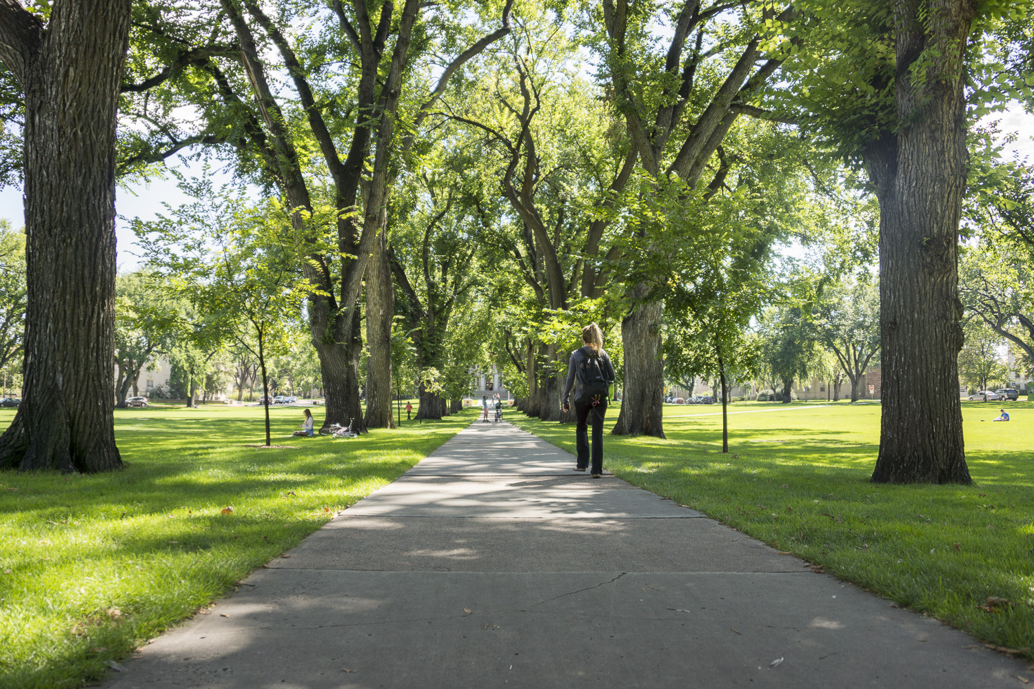 Colorado State University campus with trees on both sides of the walking path.