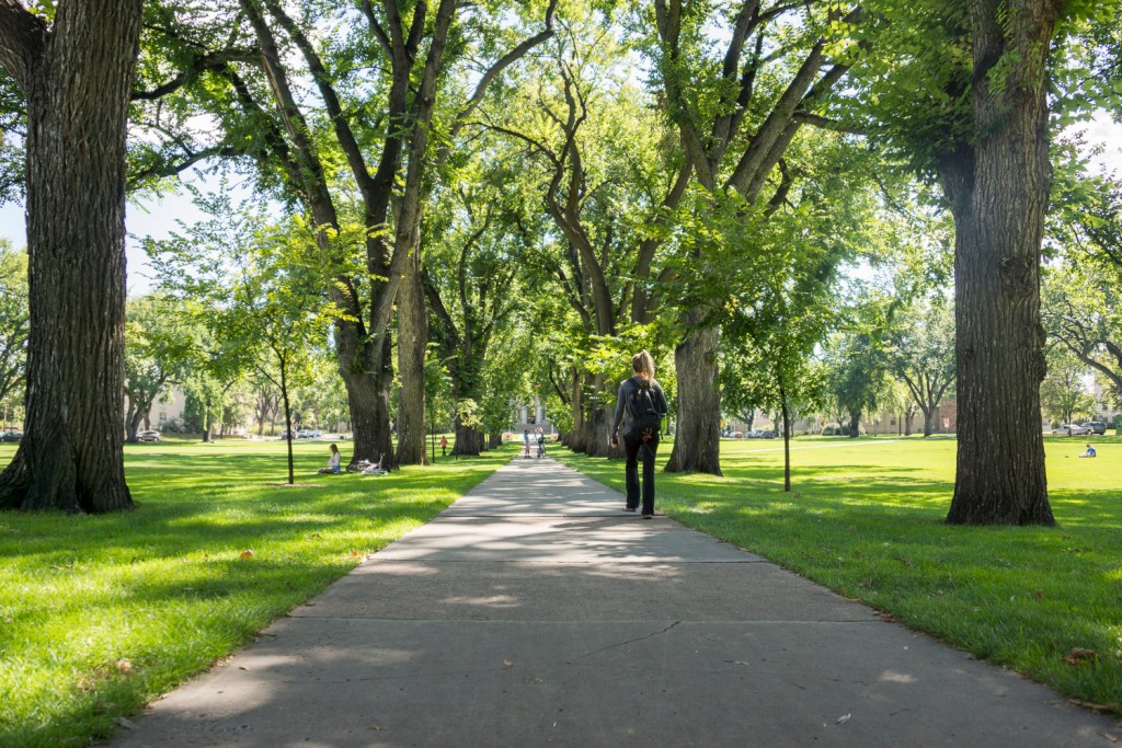 A person walking down a tree-lined path on a sunny day.