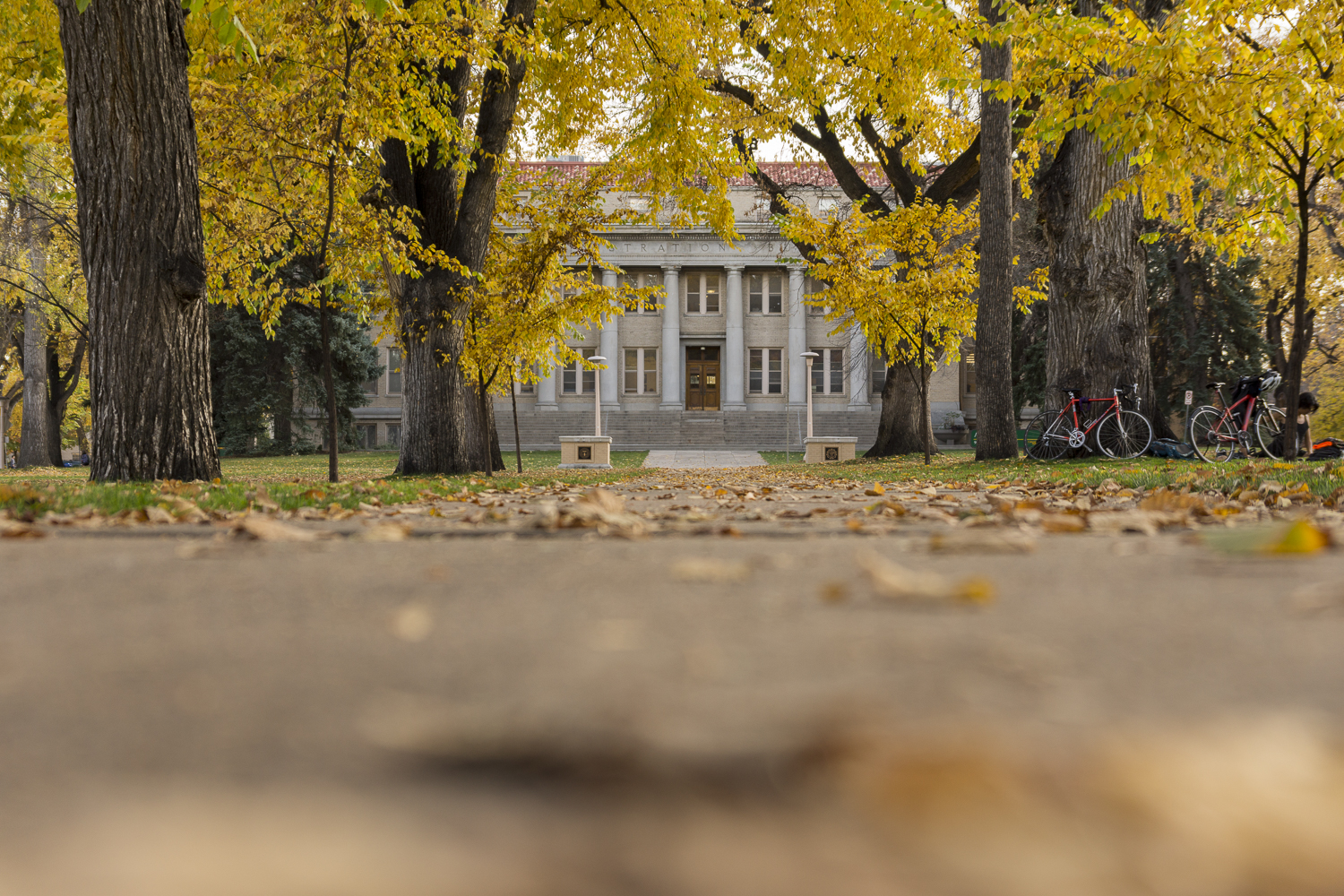 The Oval at Colorado State University with large trees, fallen autumn leaves, and bicycles parked near the path leading to the administration building.