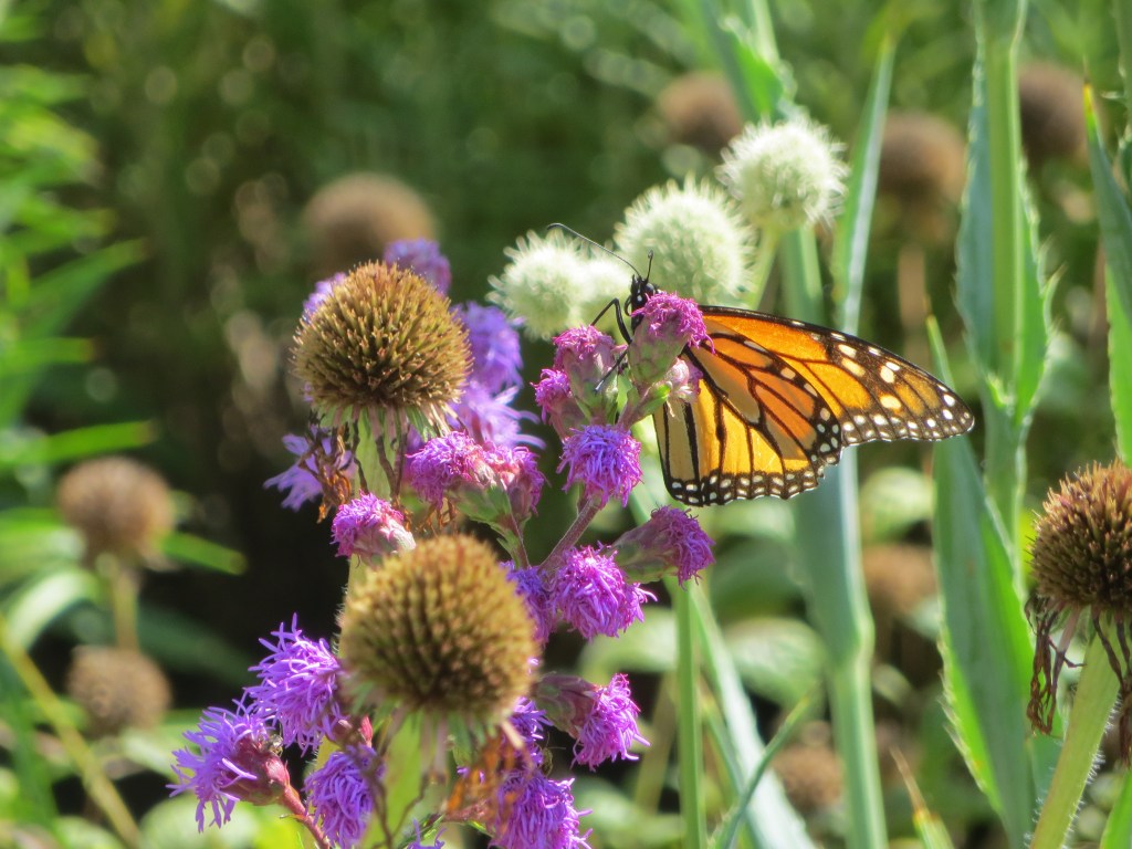 Close up of a monarch butterfly on purple flowers.