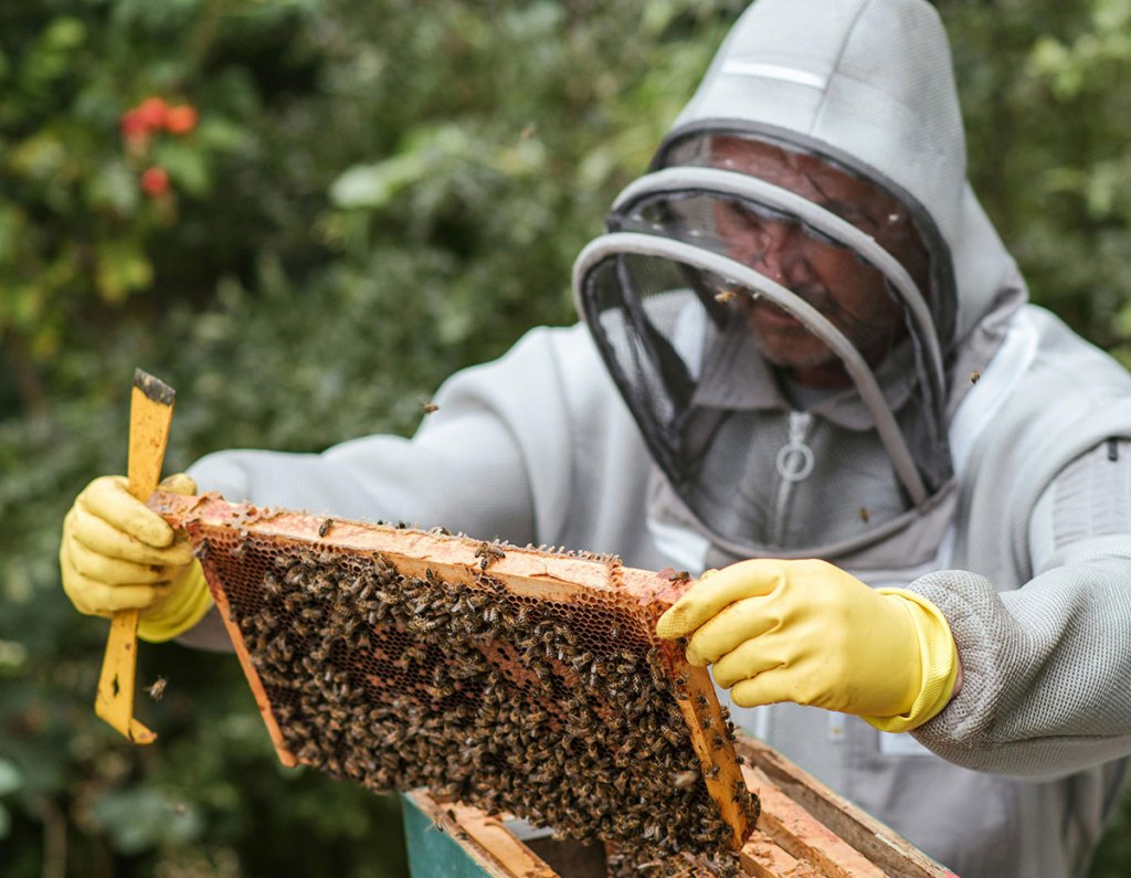 A person in a beekeeper suite examining a colony of bees.