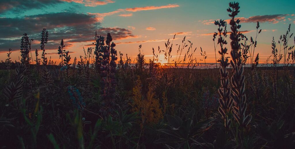 A vibrant sunset scene over a wildflower meadow, with tall plants silhouetted against the colorful sky.