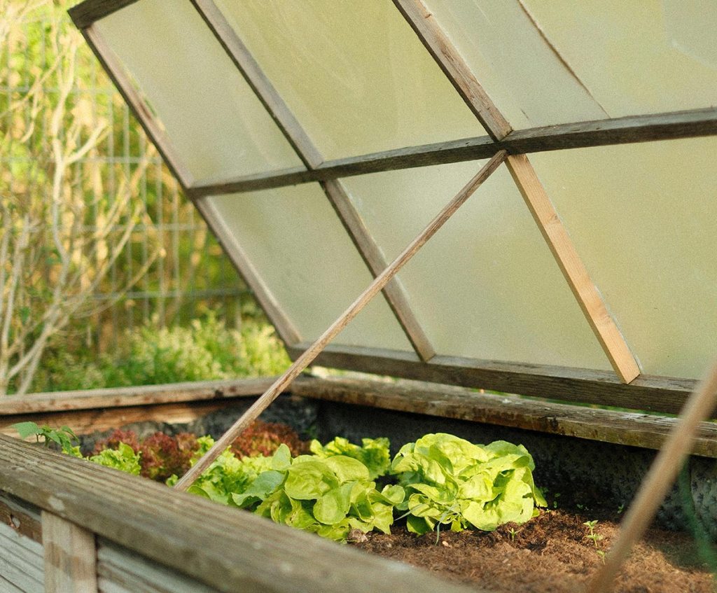 A garden bed with fresh leafy greens growing inside a greenhouse with an open panel for ventilation