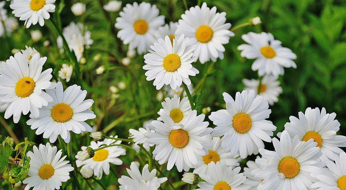 A cluster of white daisies with yellow centers growing in a green garden.