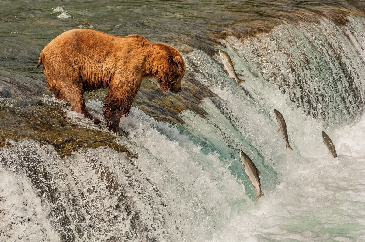 A brown bear watching salmon jump out of a flowing river.