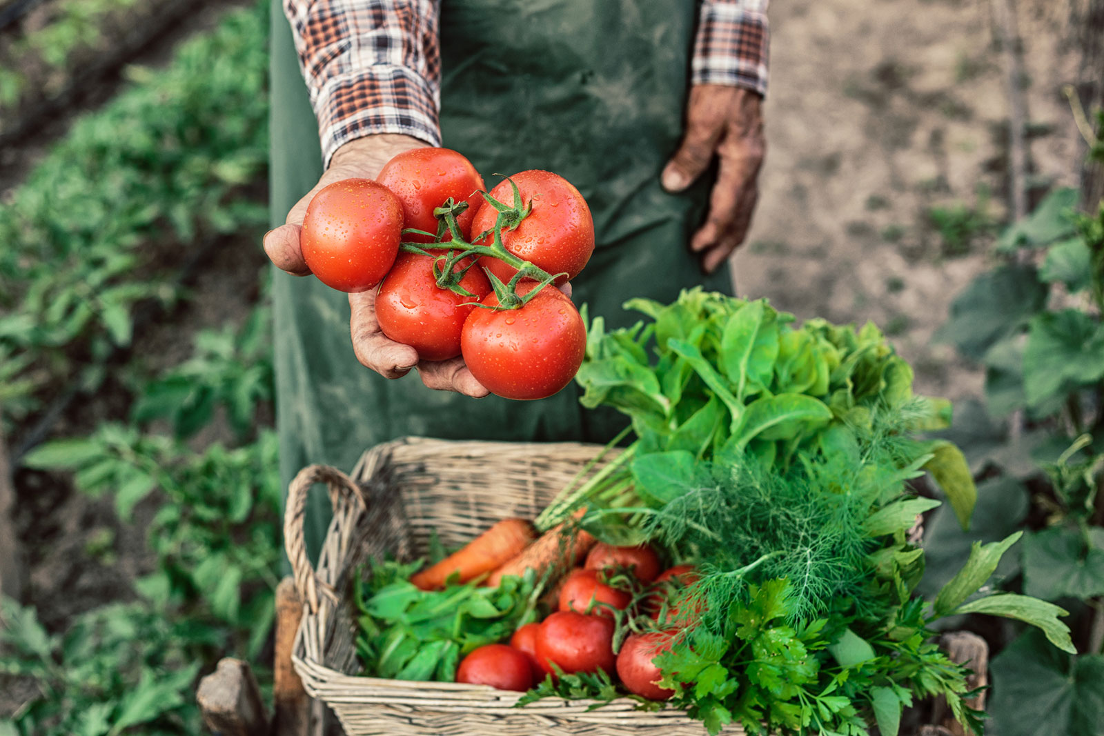 A person holding freshly picked tomatoes in one hand, with a basket of tomatoes, carrots, and leafy greens in the other, standing in a garden.