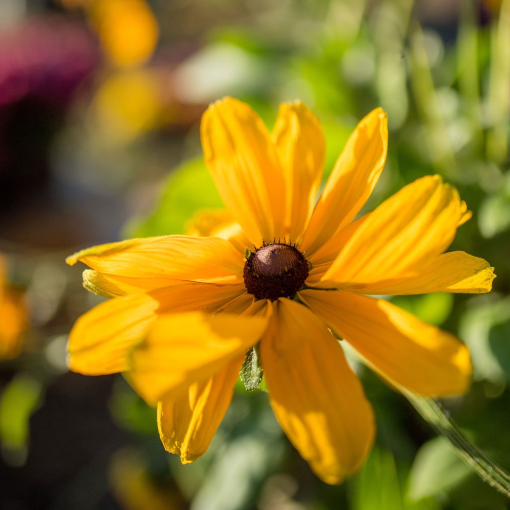 A close up of a yellow flower.