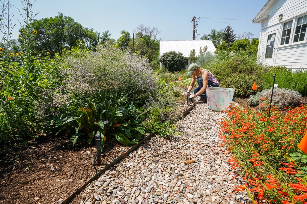 A person tending to a garden pathway surrounded by blooming plants and greenery on a sunny day near a house.