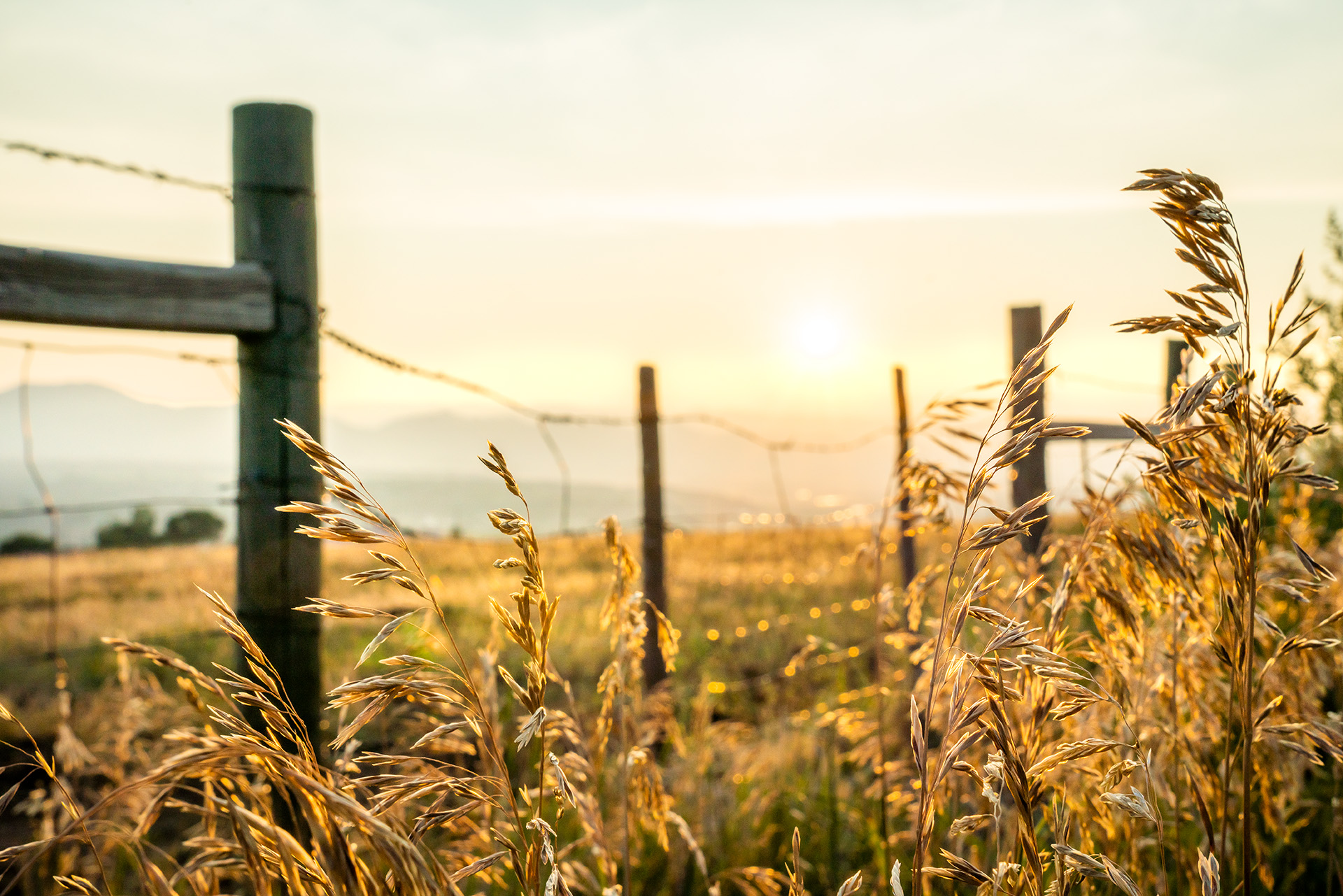 Close-up of golden wheat stalks swaying in a field at sunset with a soft, warm light in the background.