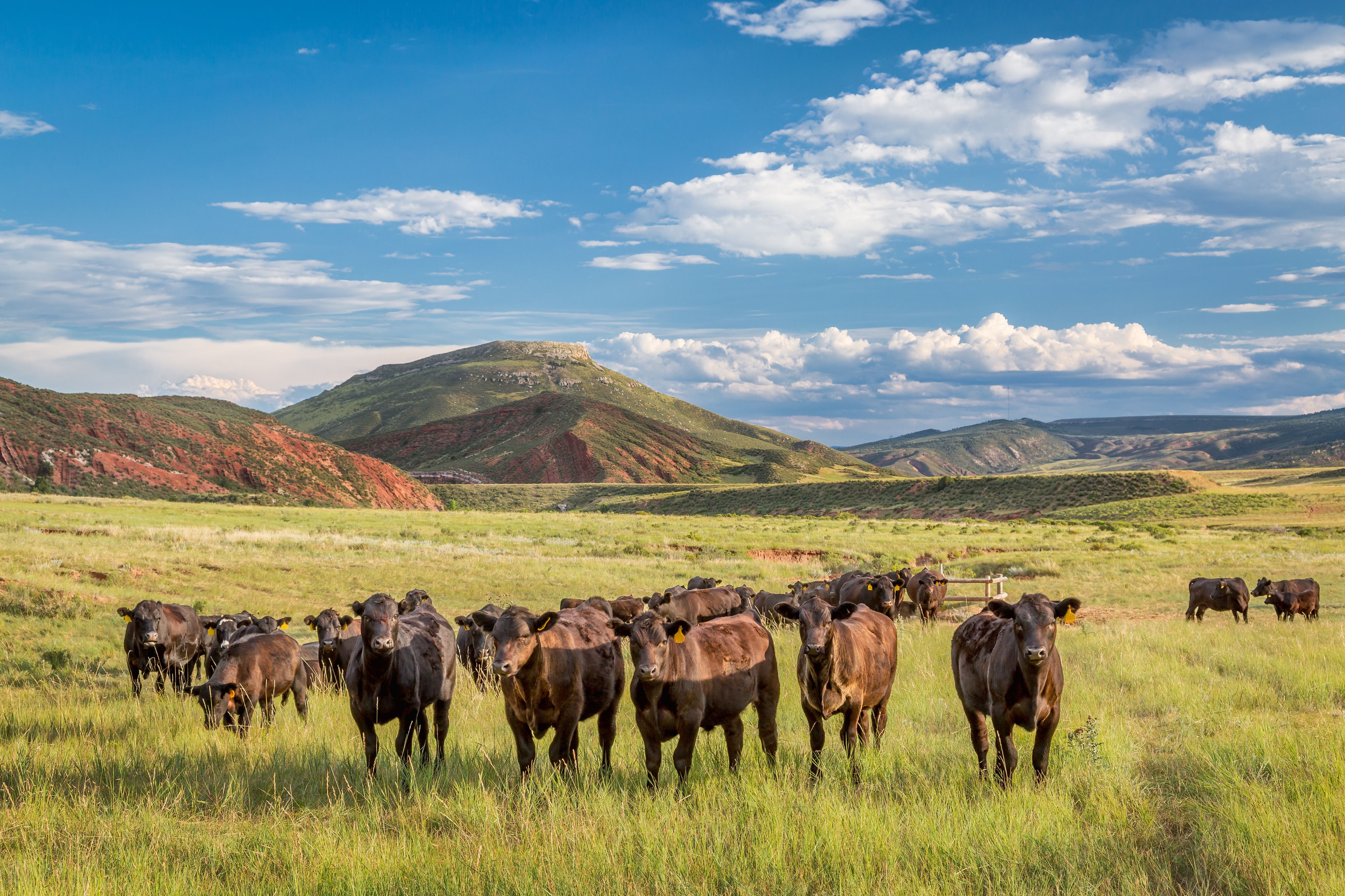 A herd of cows grazing on a grassy field with red and green hills in the background under a blue sky with clouds.