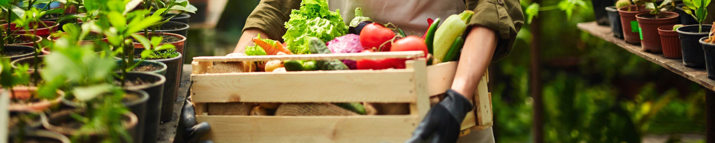 Person holding a wooden crate filled with fresh vegetables and greens, standing amidst potted plants in a greenhouse.