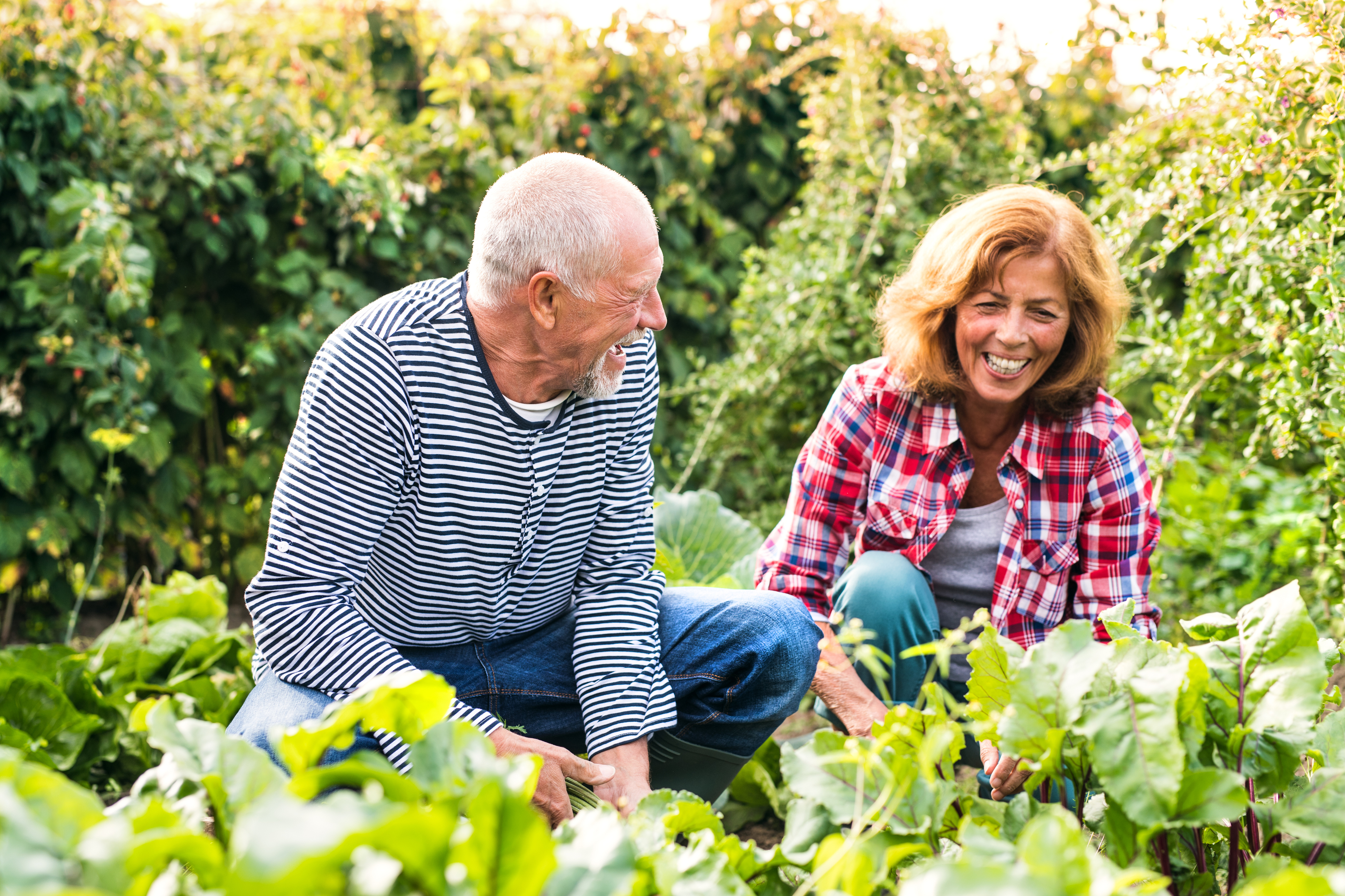 A man and woman gardening together. They appear to be laughing and enjoying the work they're doing.