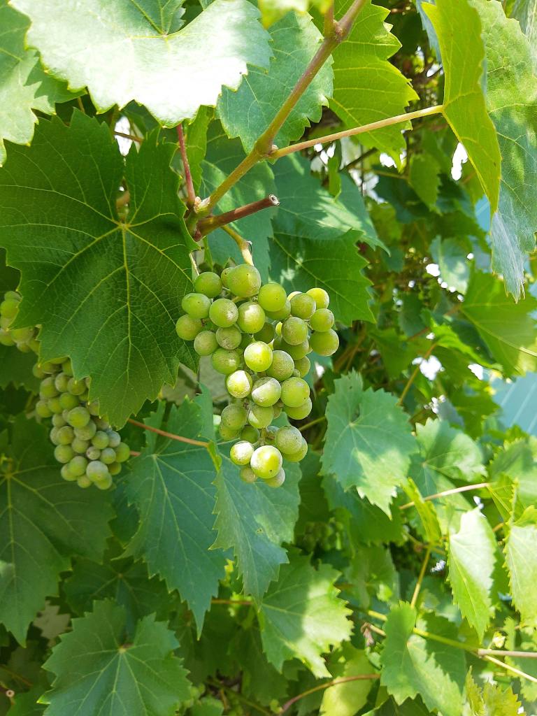 A close up of green grape cluster on a vine.