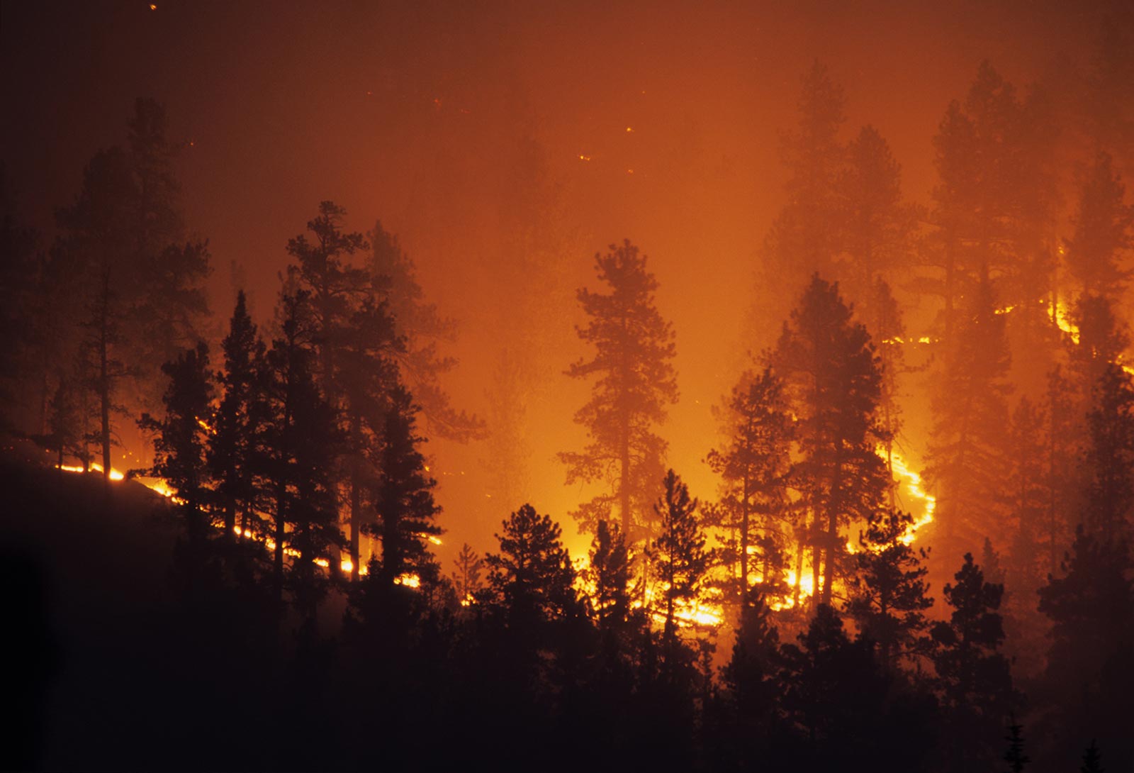 A wildfire burning in the forest, appearing to be spreading rapidly.