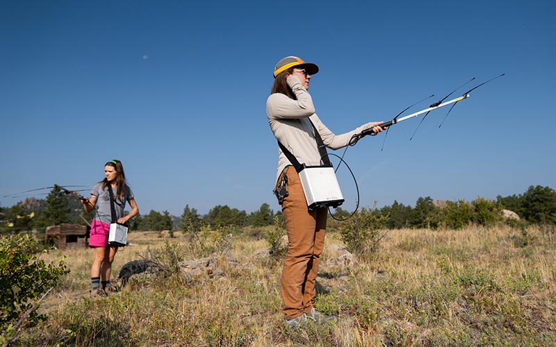 Students search for bumblebee nests using radio telemetry 